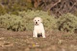 LABRADOR 683